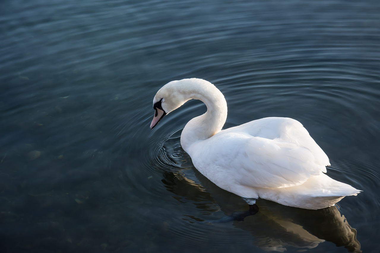 swan sea nature free photo