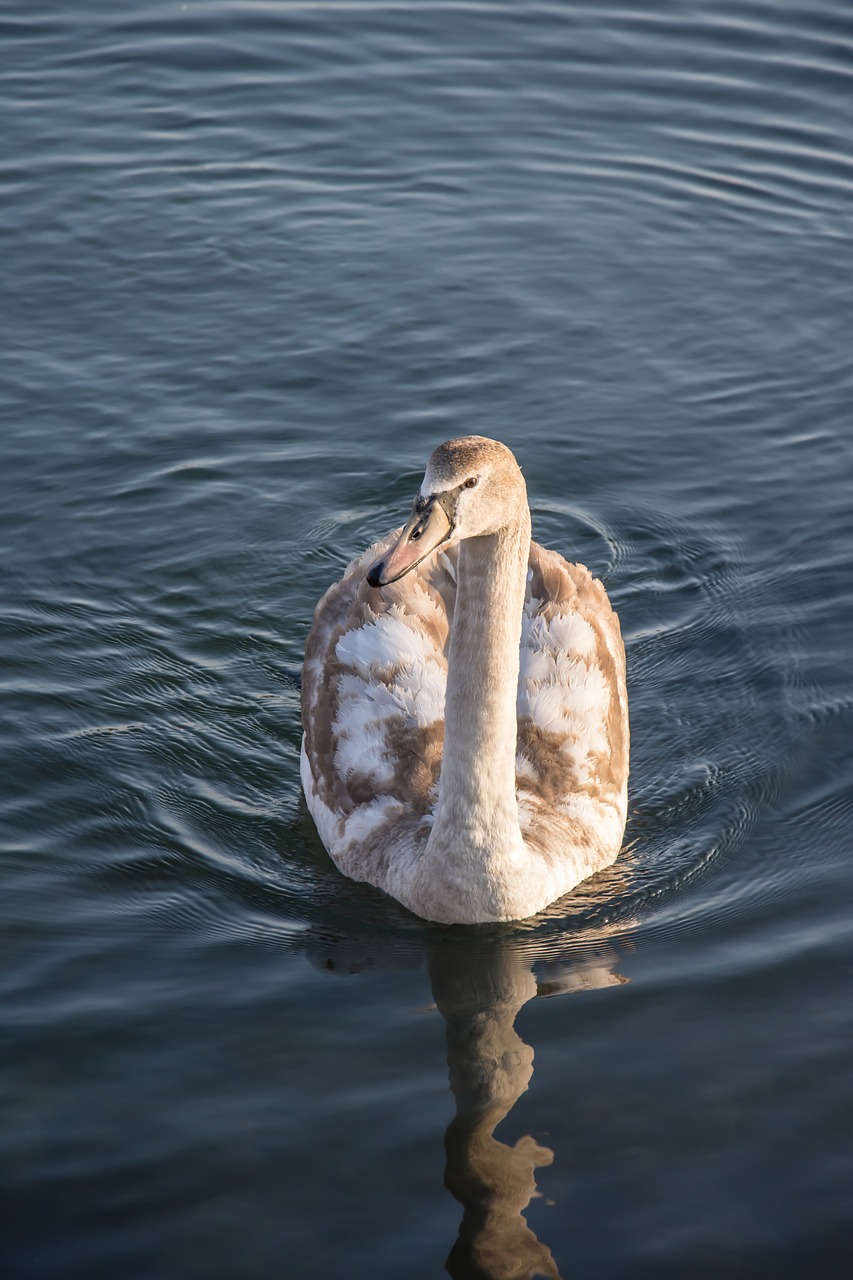 swan sea nature free photo