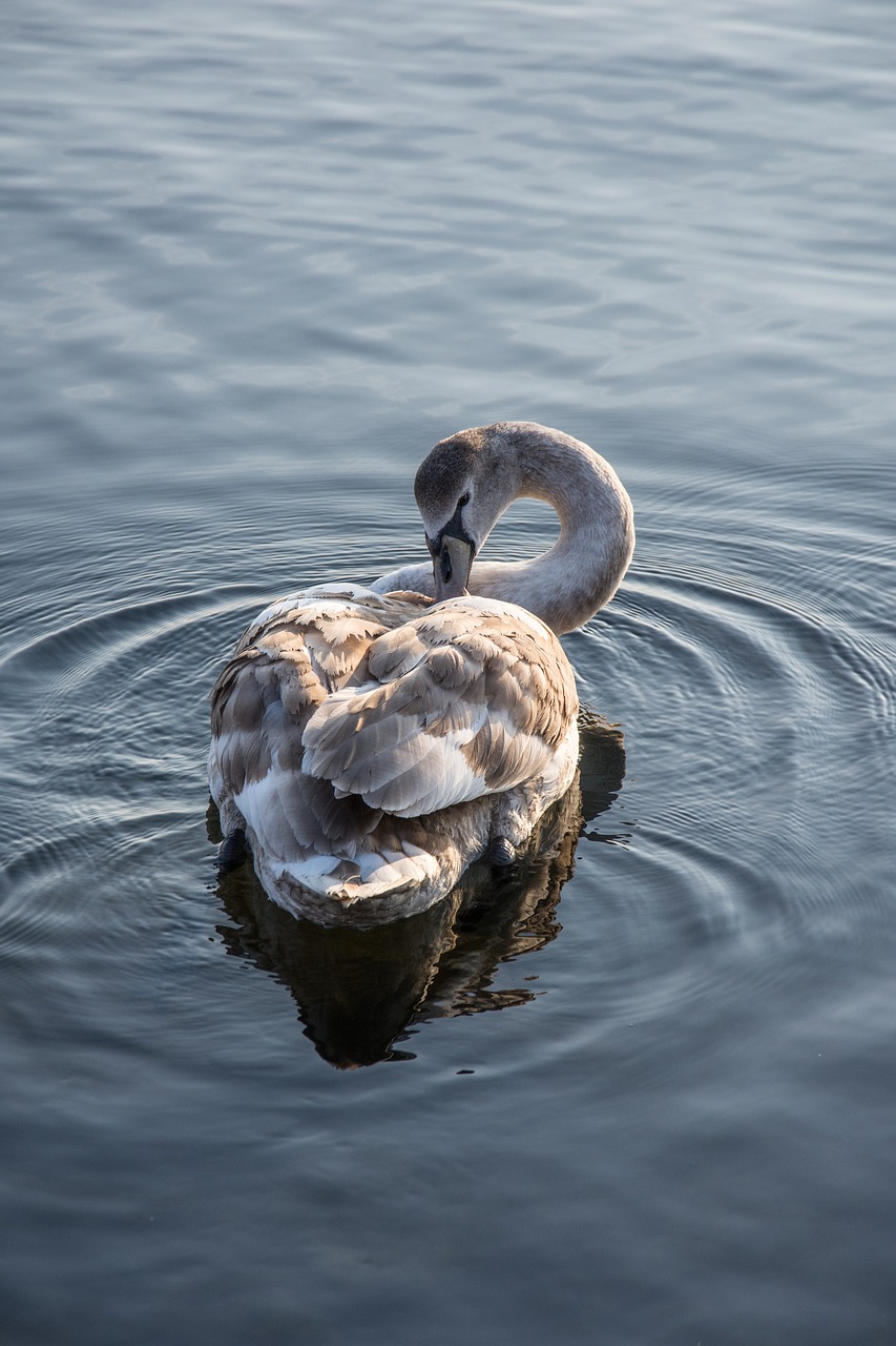 swan sea nature free photo