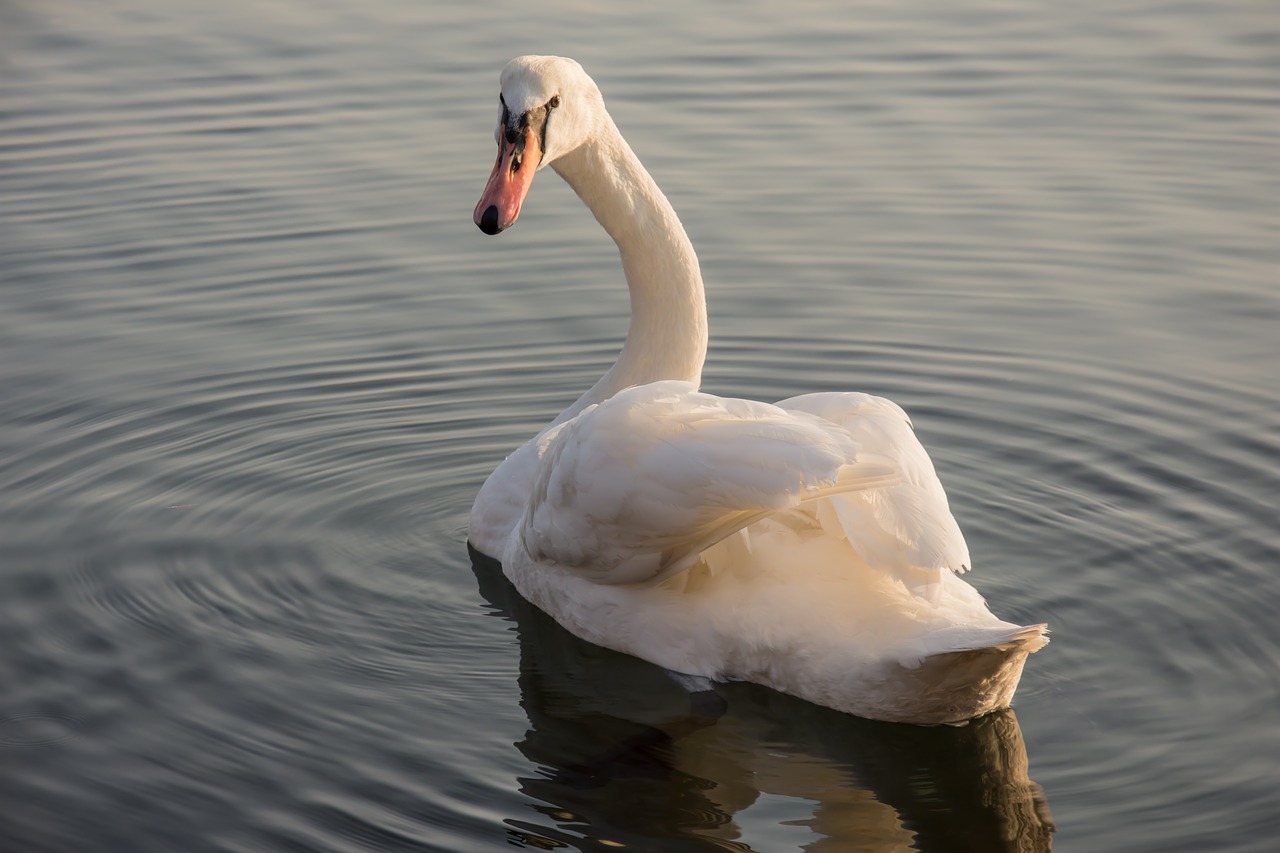 swan sea nature free photo