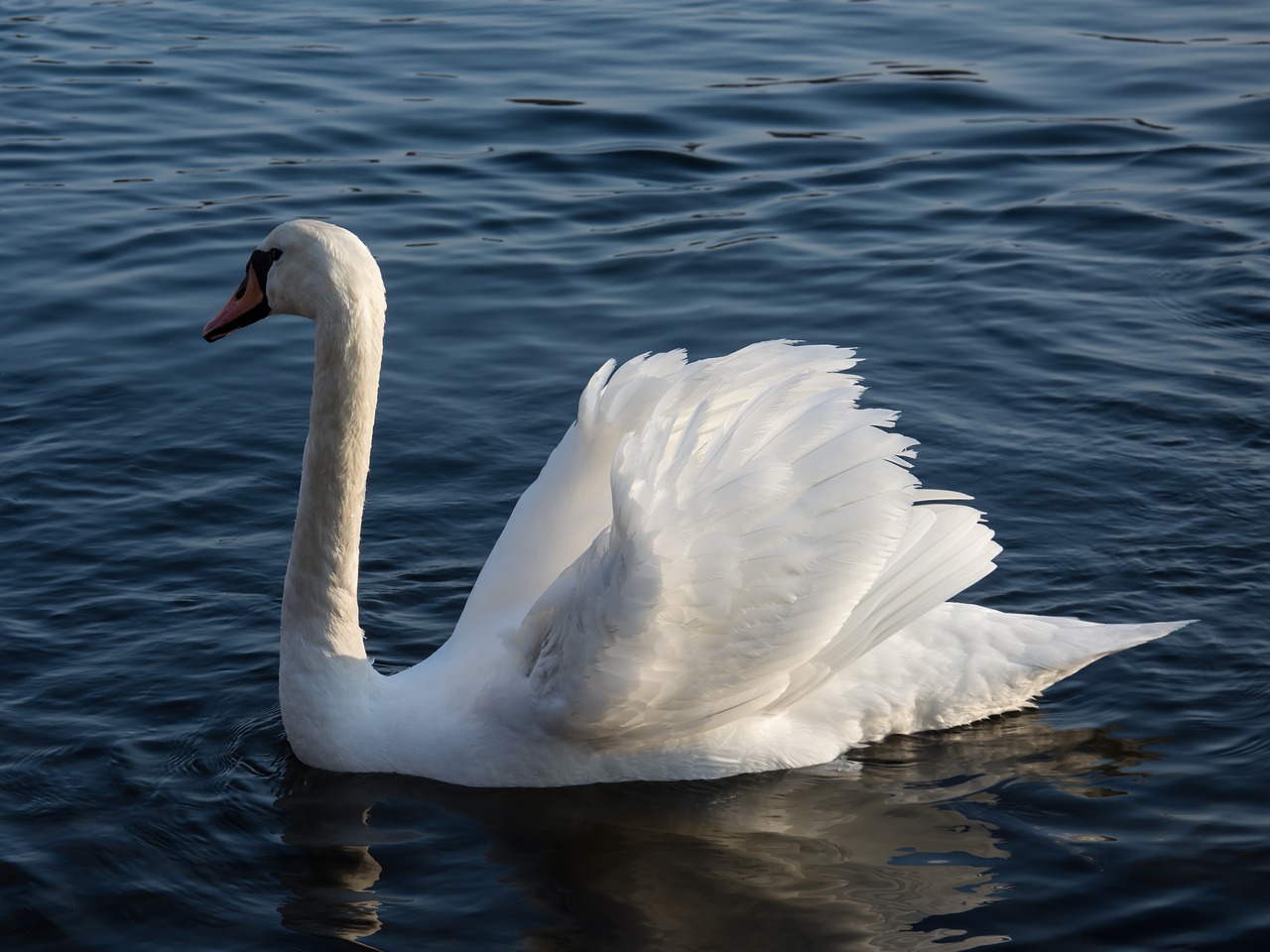 swan sea water free photo