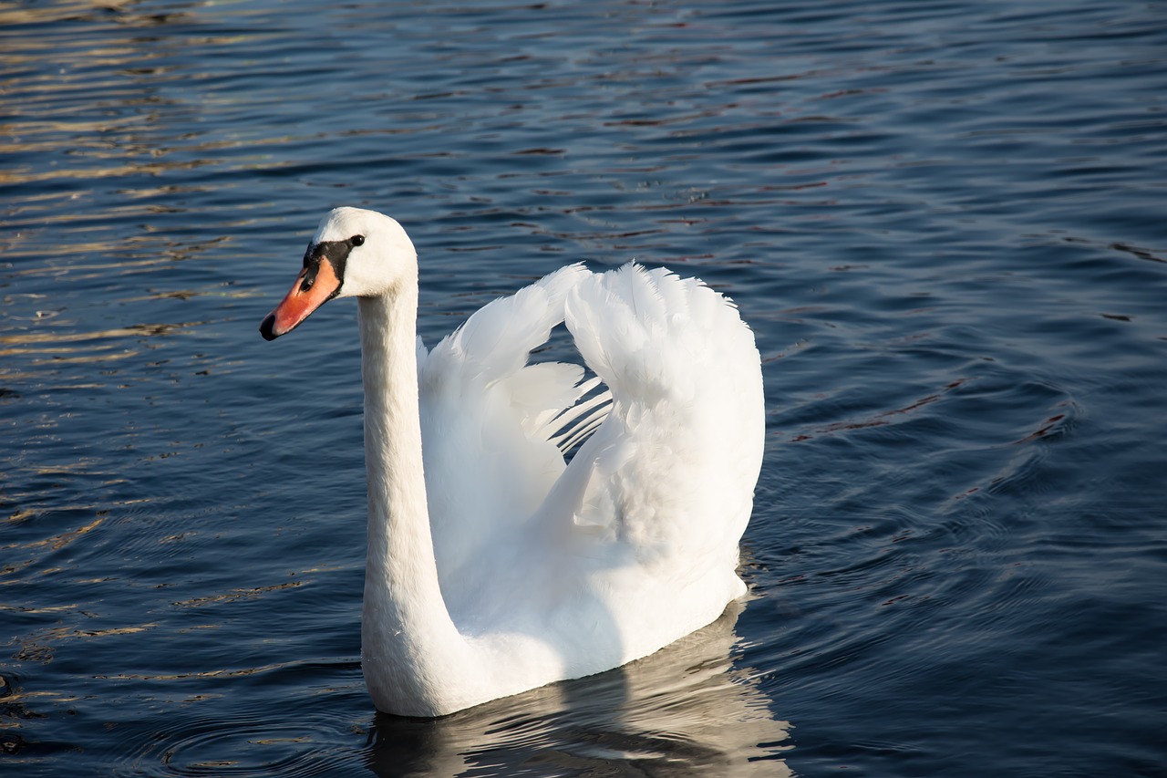 swan sea water free photo