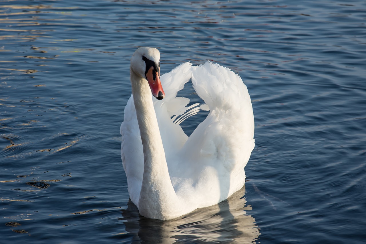 swan sea water free photo