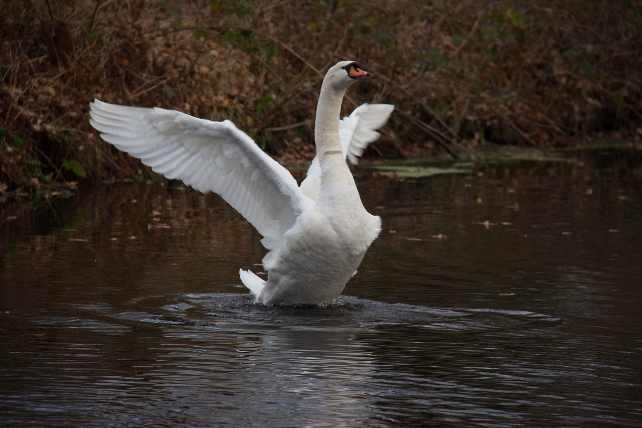 swan water autumn free photo