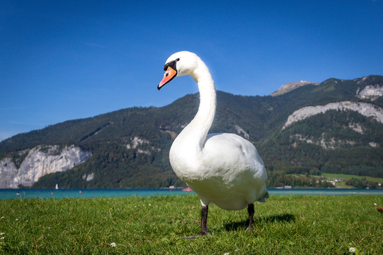 swan bird animal free photo