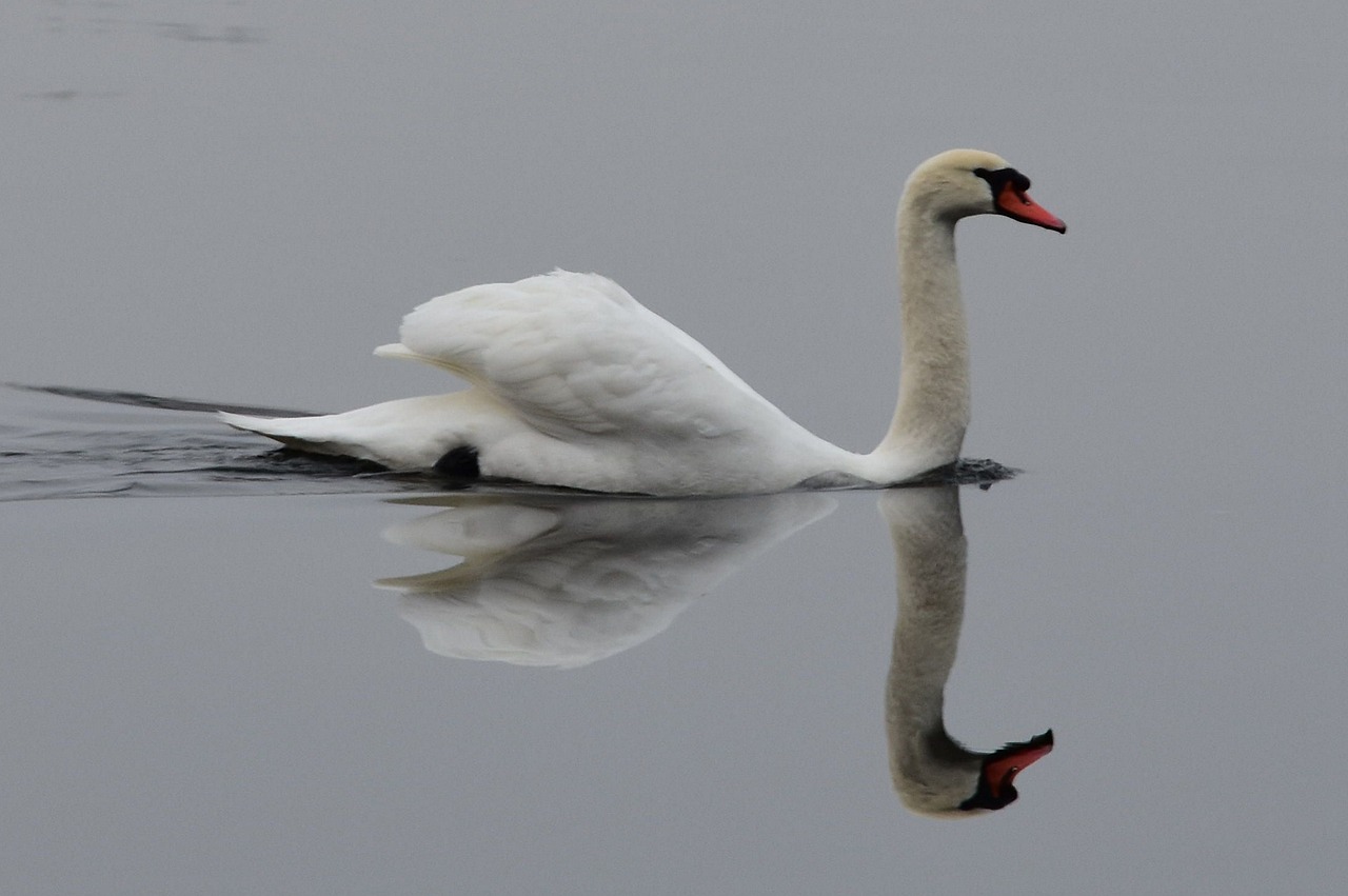 swan water bird free photo