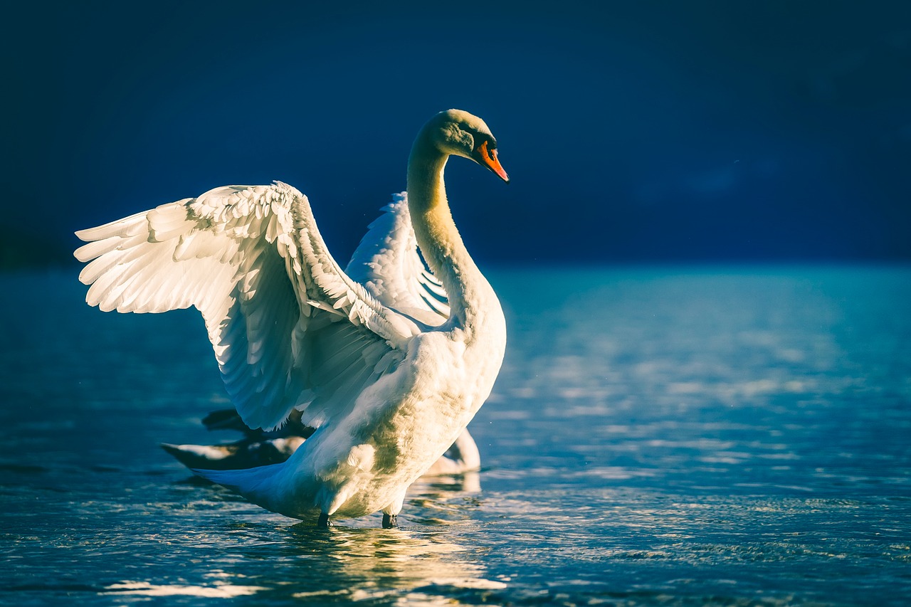 swan bird wildlife free photo