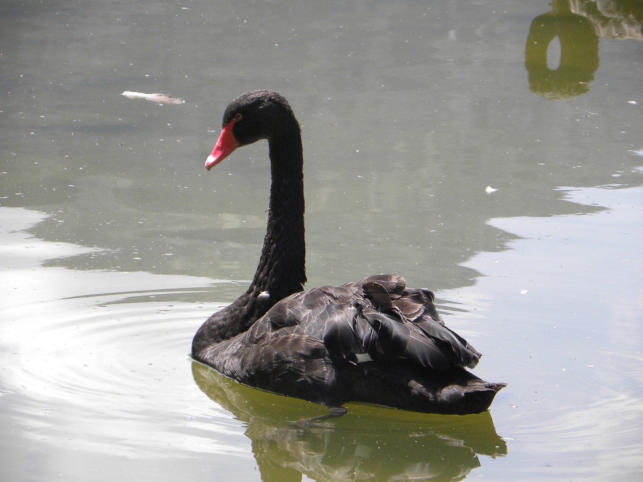 swan nero pond free photo
