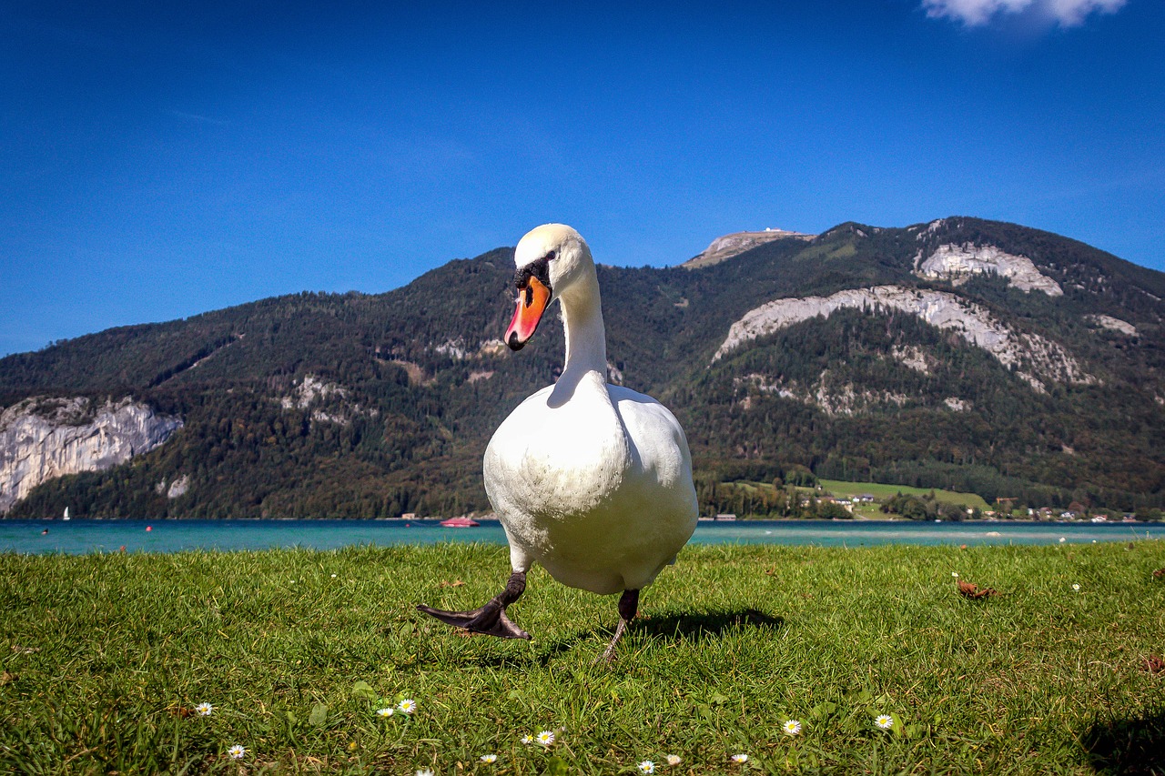 swan nature bird free photo