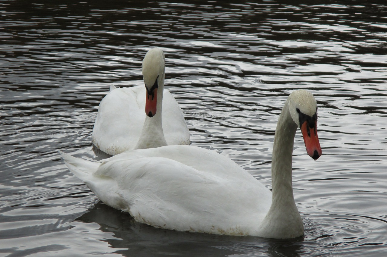 swan love bird free photo