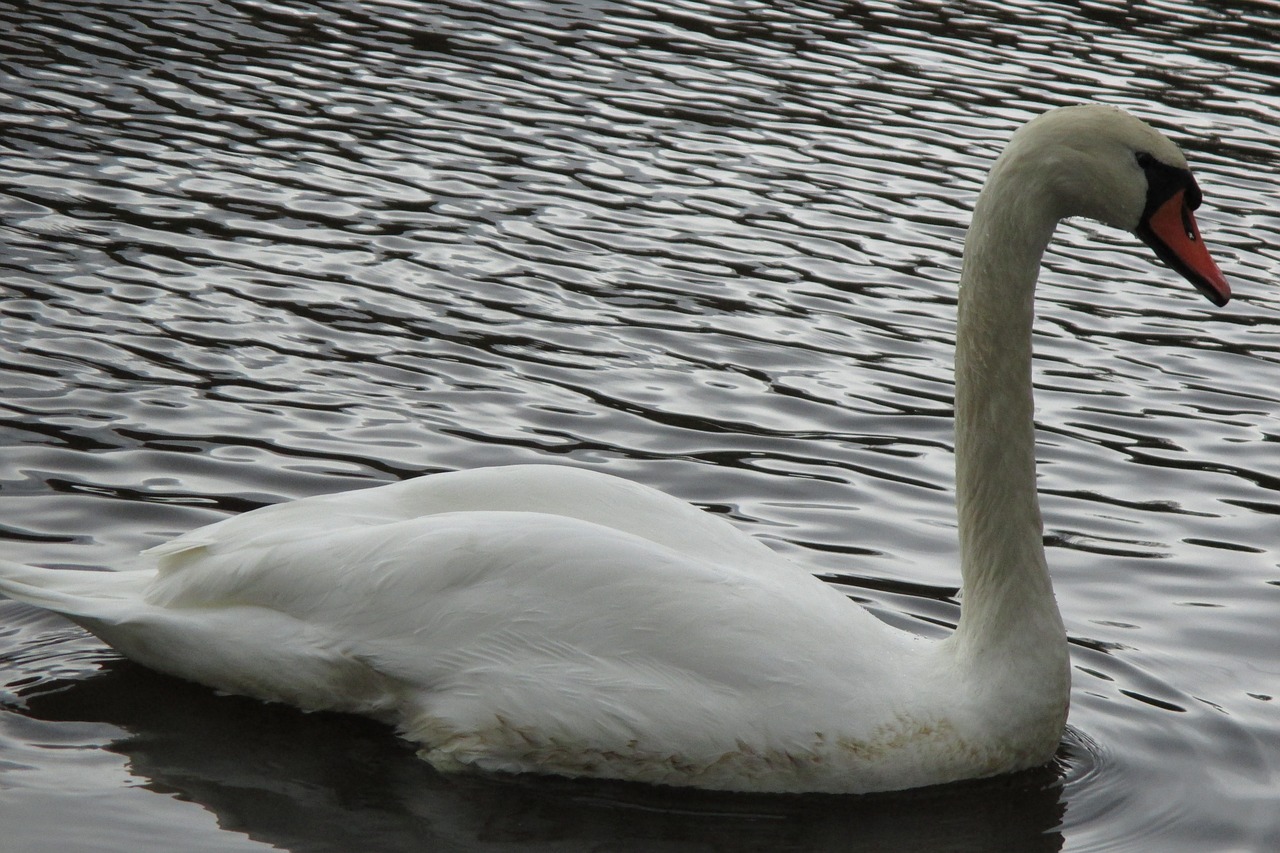 swan bird feather free photo