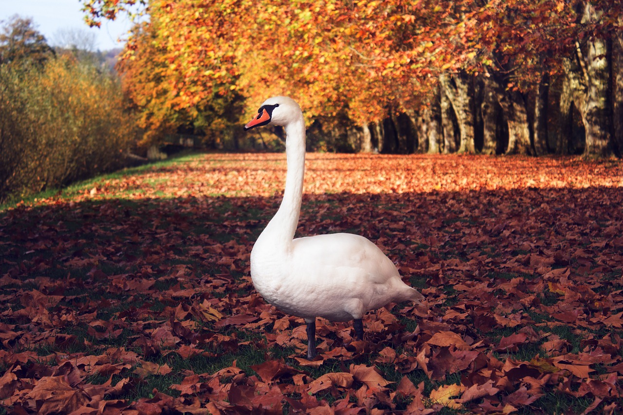 swan autumn case free photo