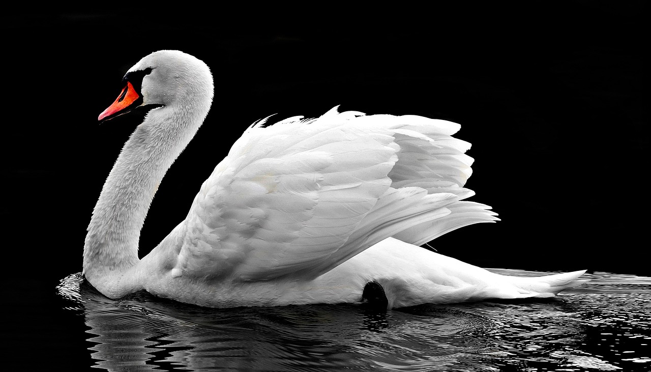 swan water white free photo