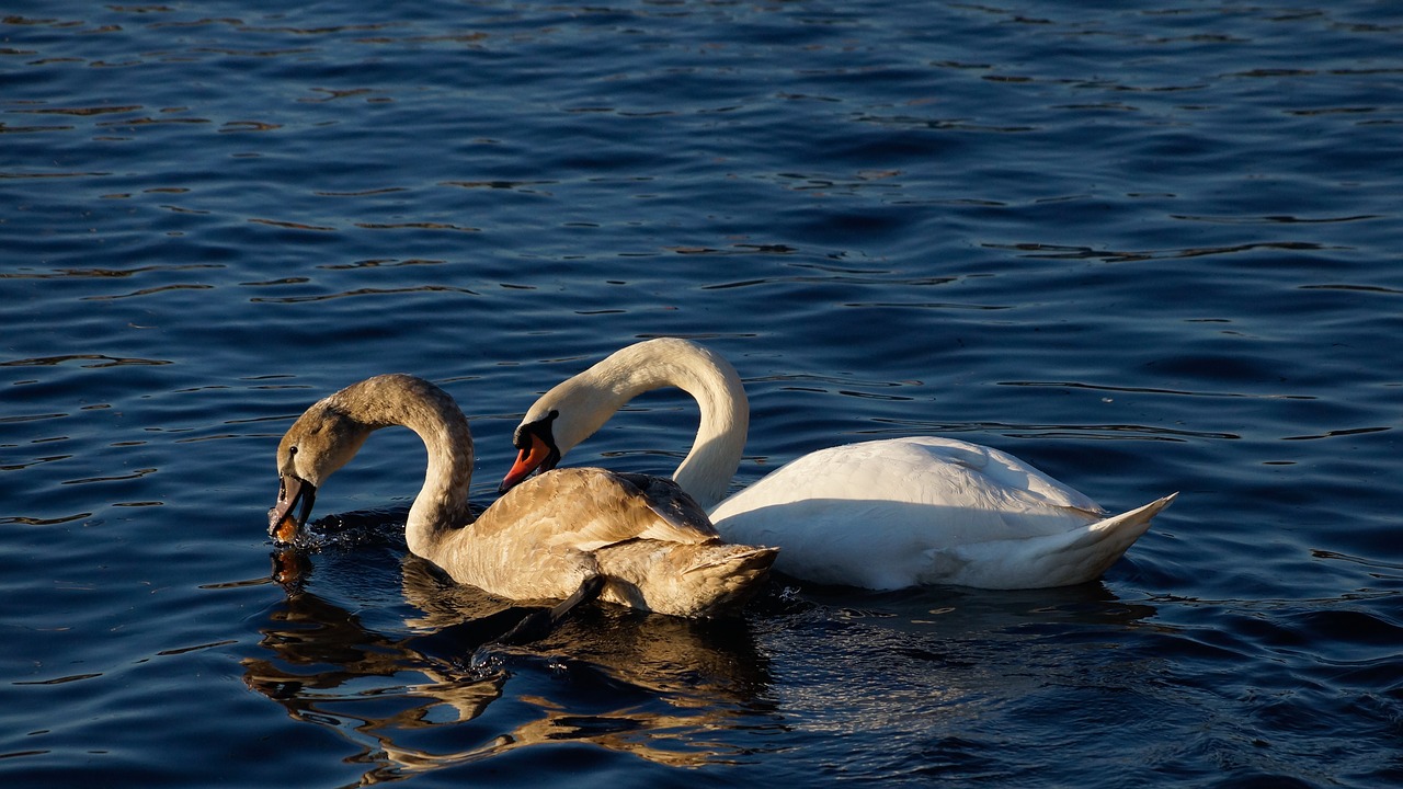 swan lake food free photo