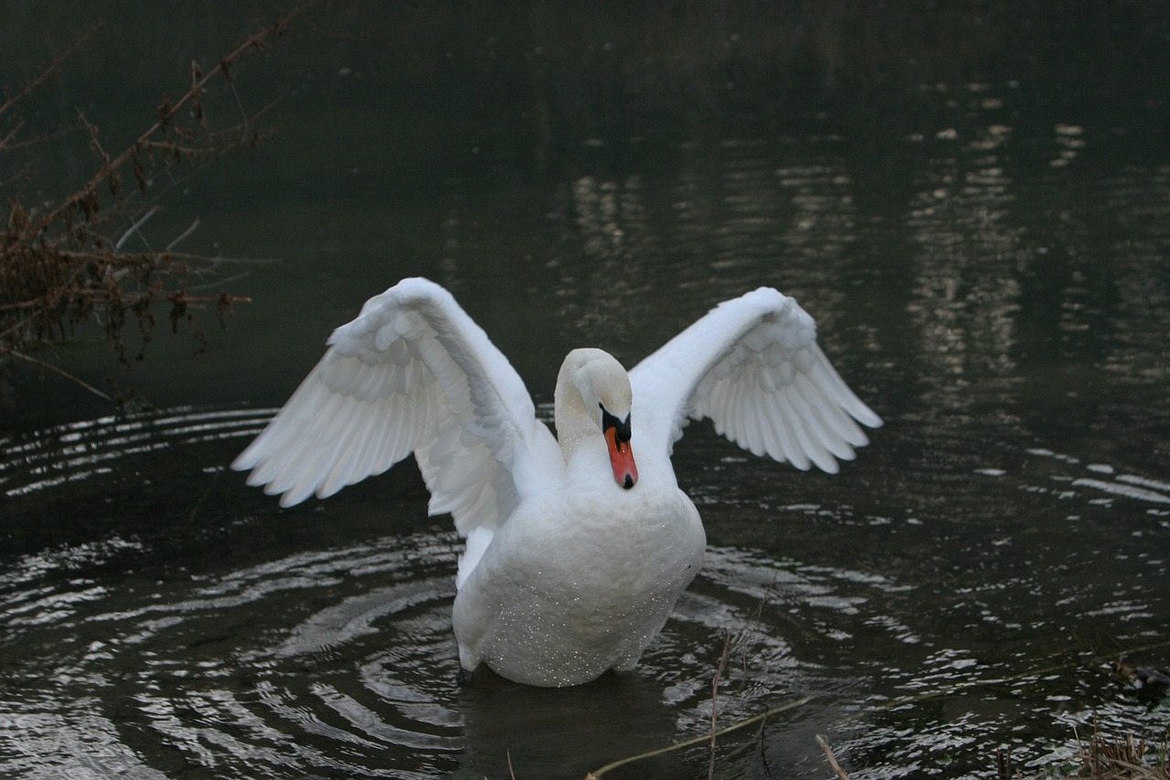 swan water altmühl free photo