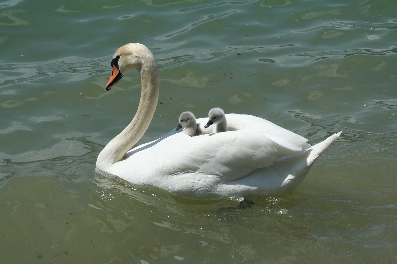 swan lake waters free photo