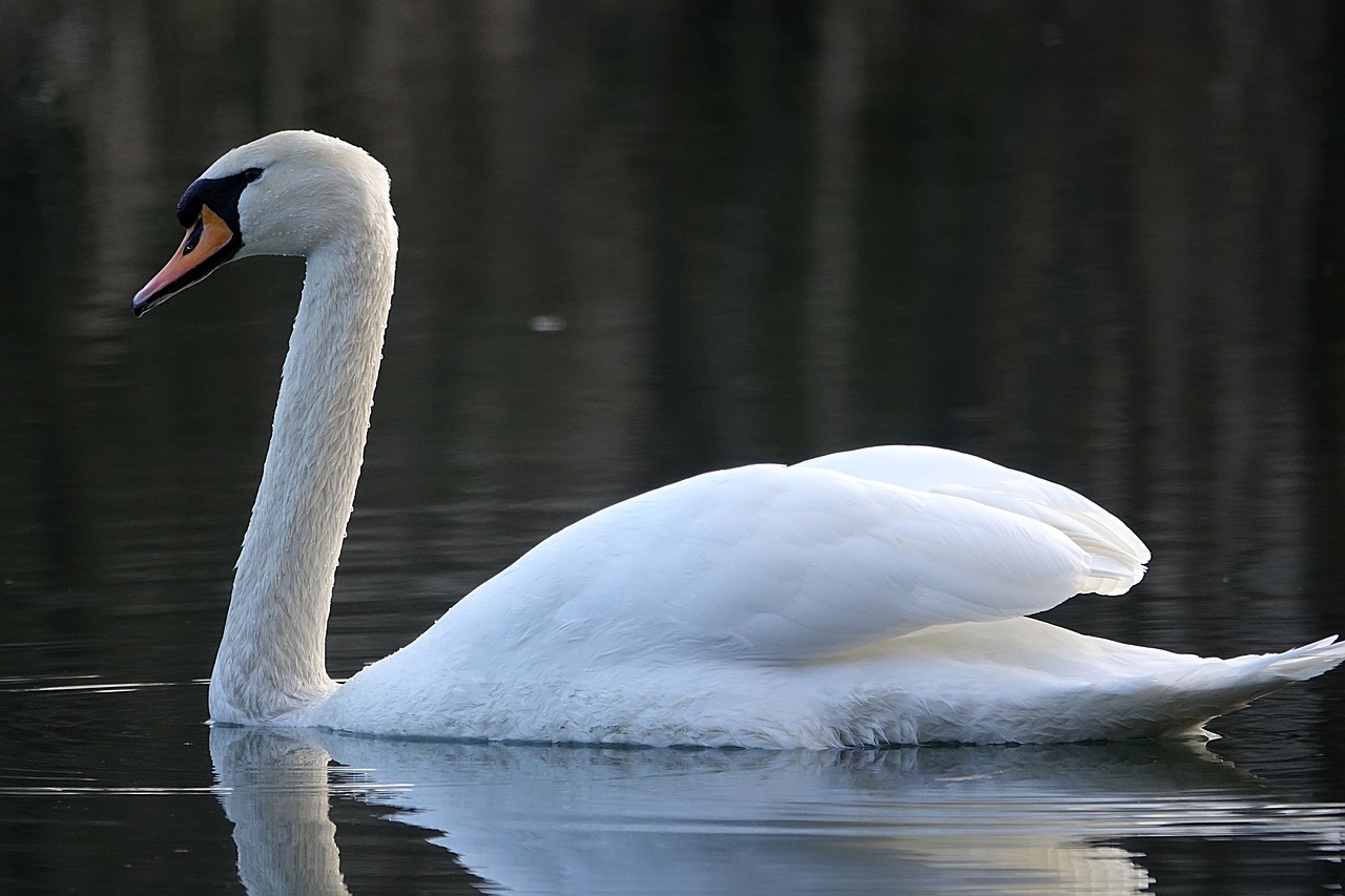 swan water lake free photo