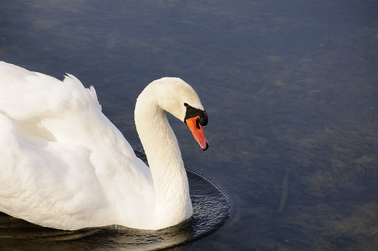 swan animal bird free photo