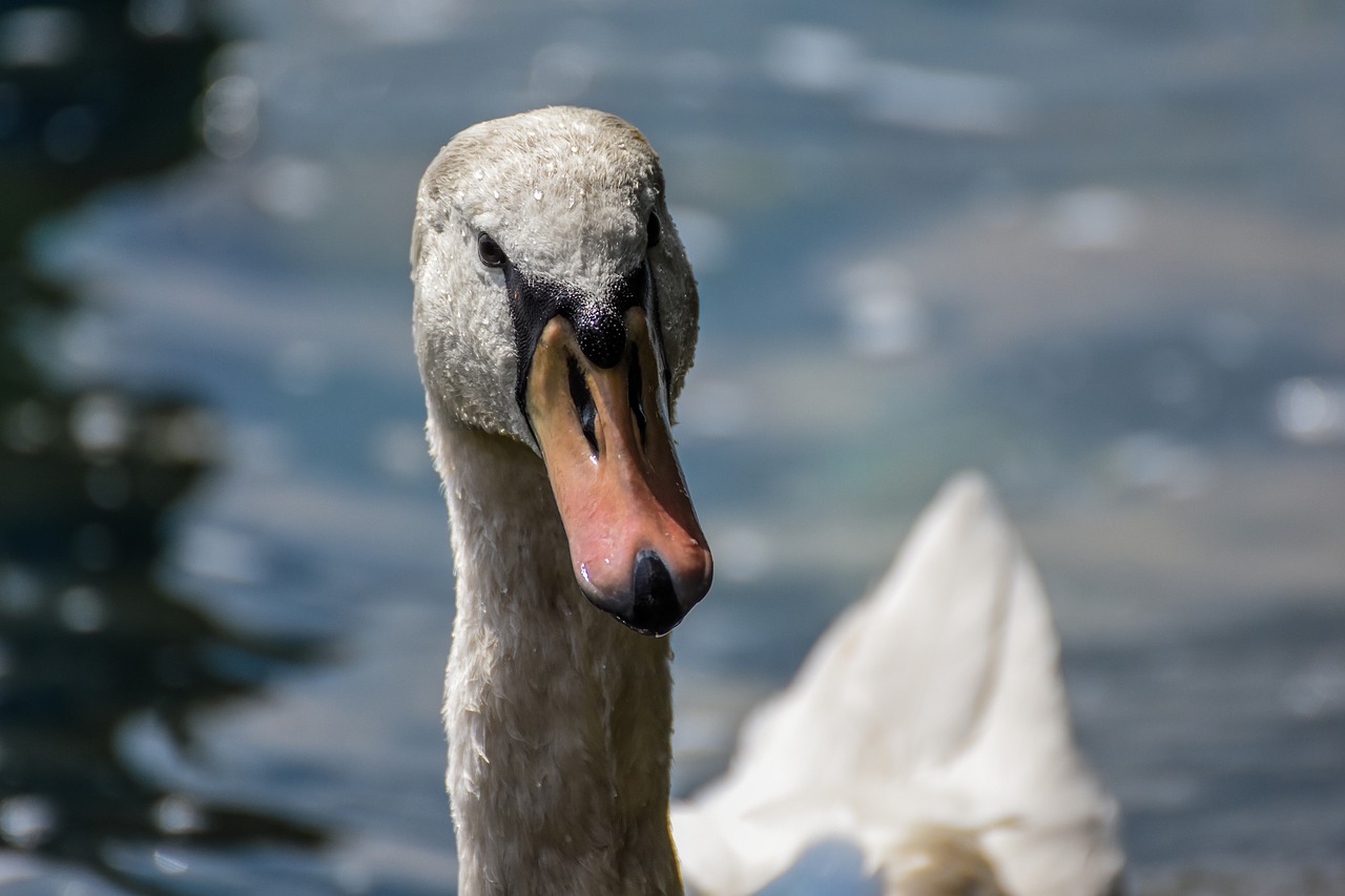 swan water white free photo