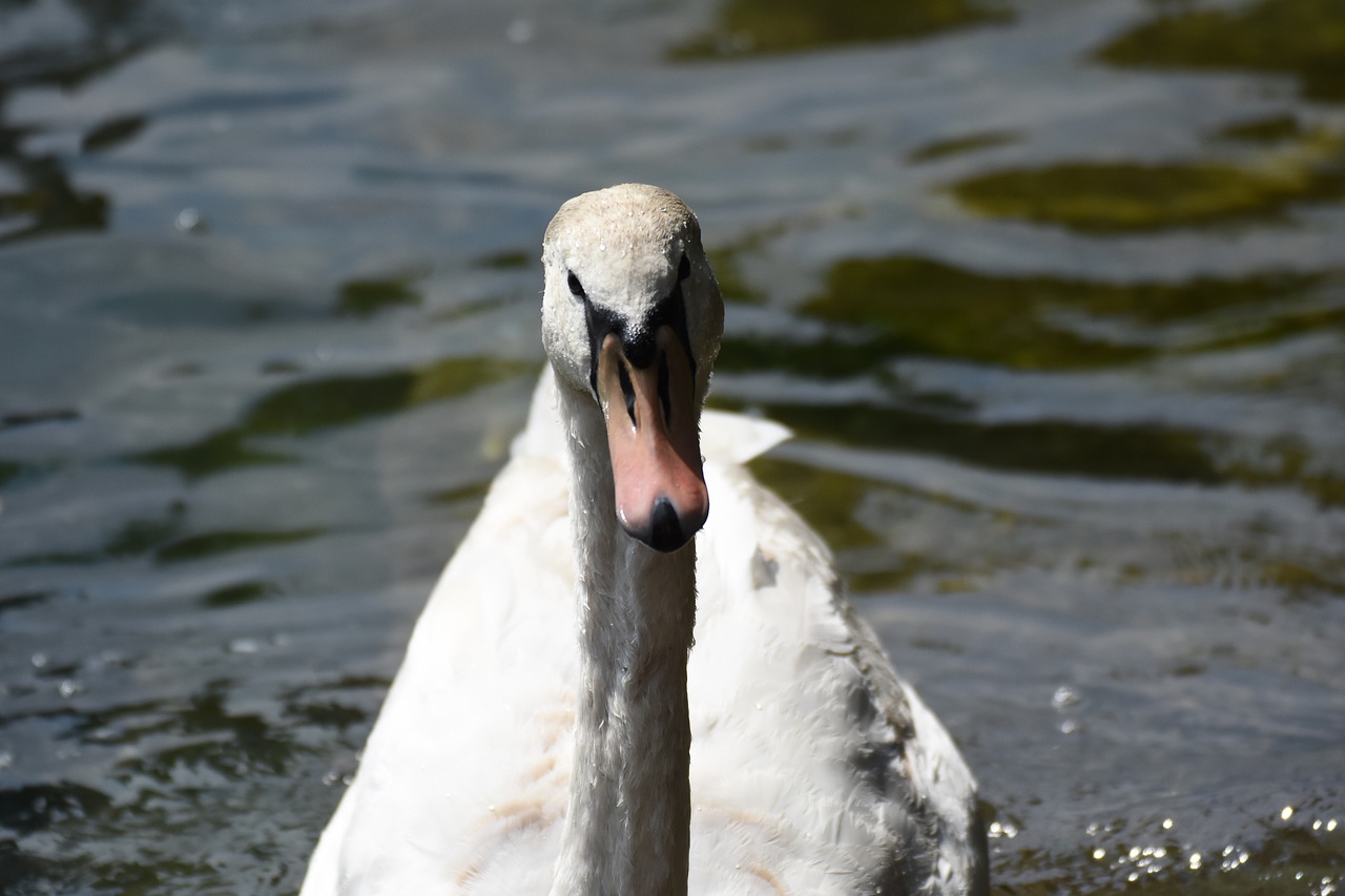 swan water white free photo