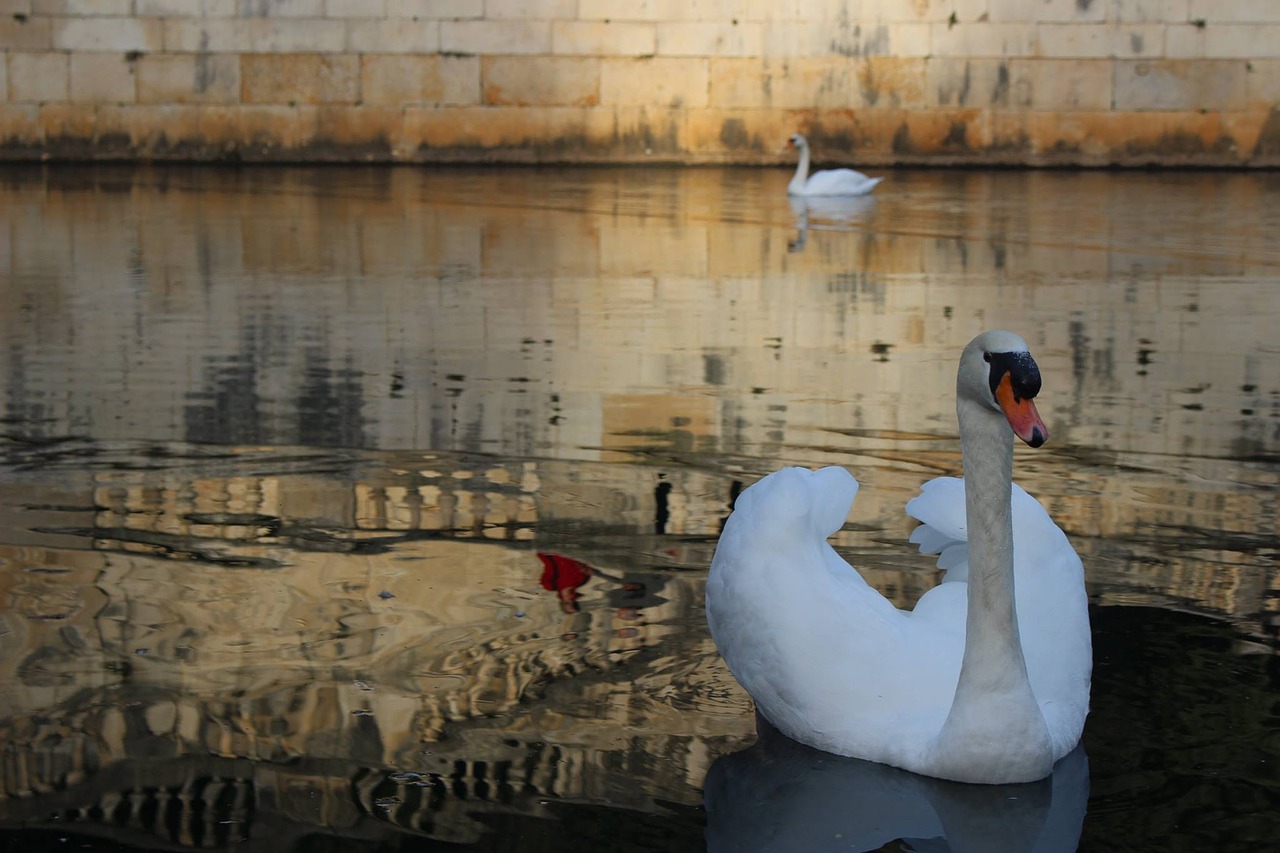 swan bird feathers free photo