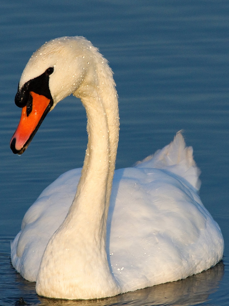 swan waterfowl swans free photo