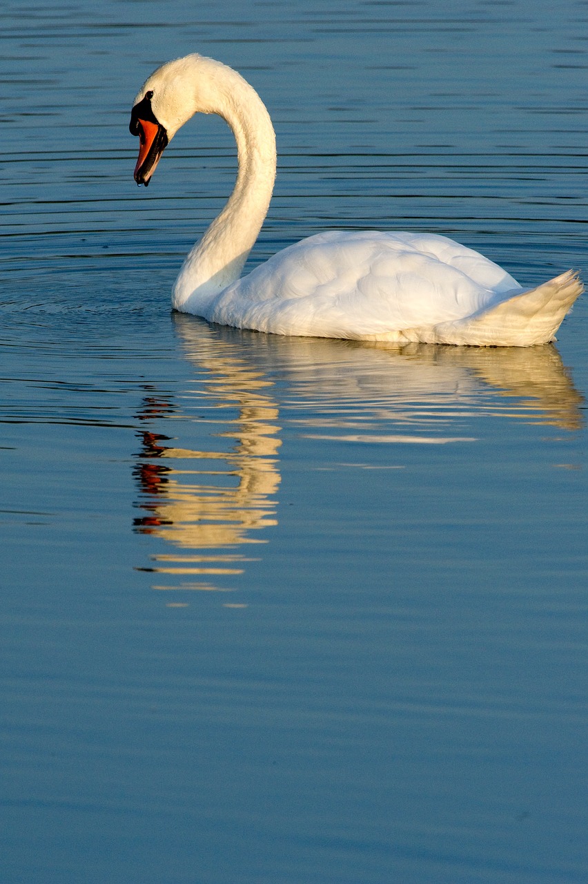 swan birds water bird free photo