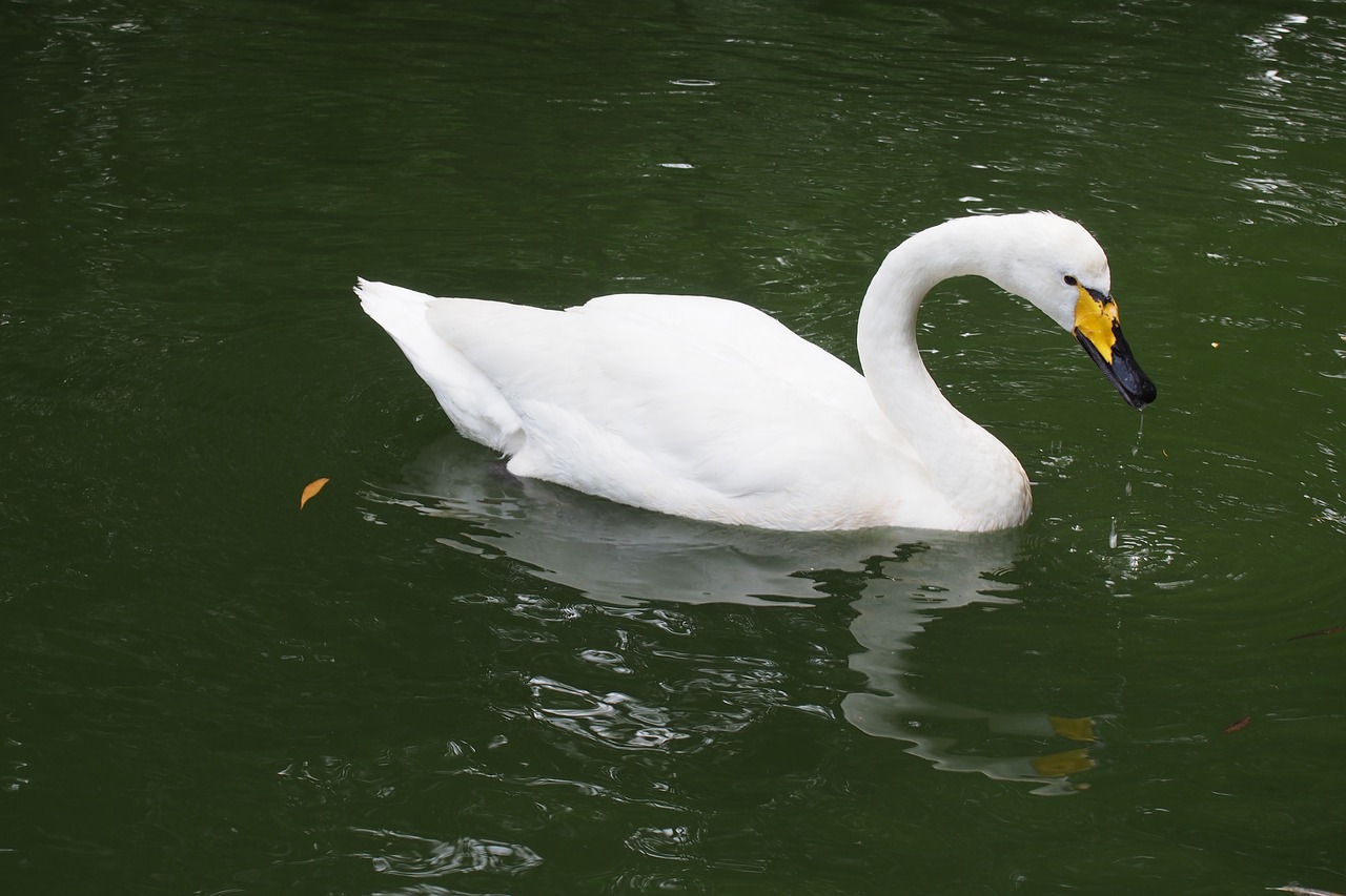 swan the white swan swim free photo