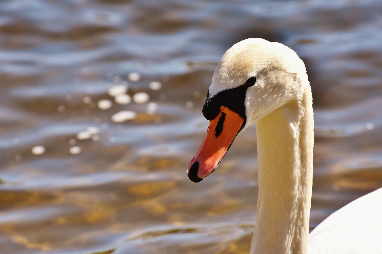 swan water bird animal free photo