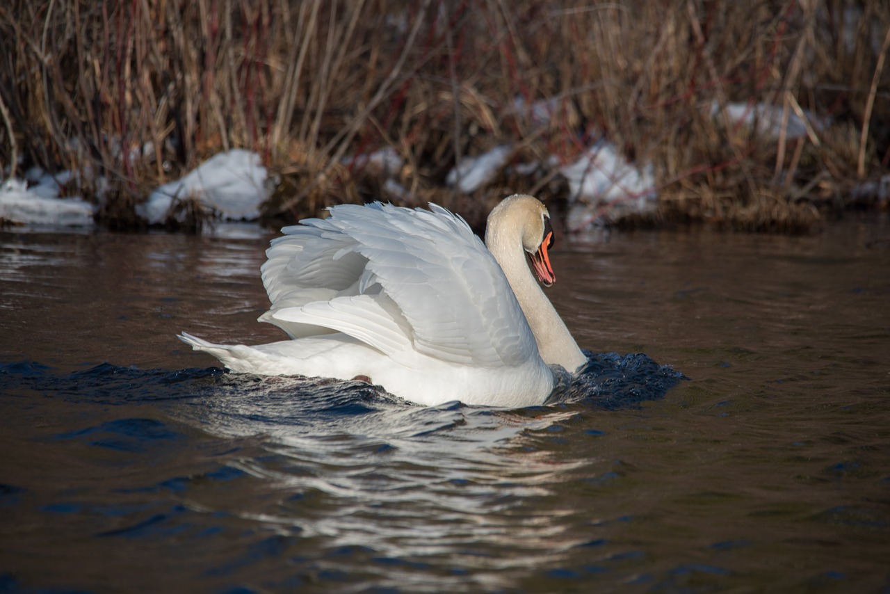 swan fowl wildlife free photo