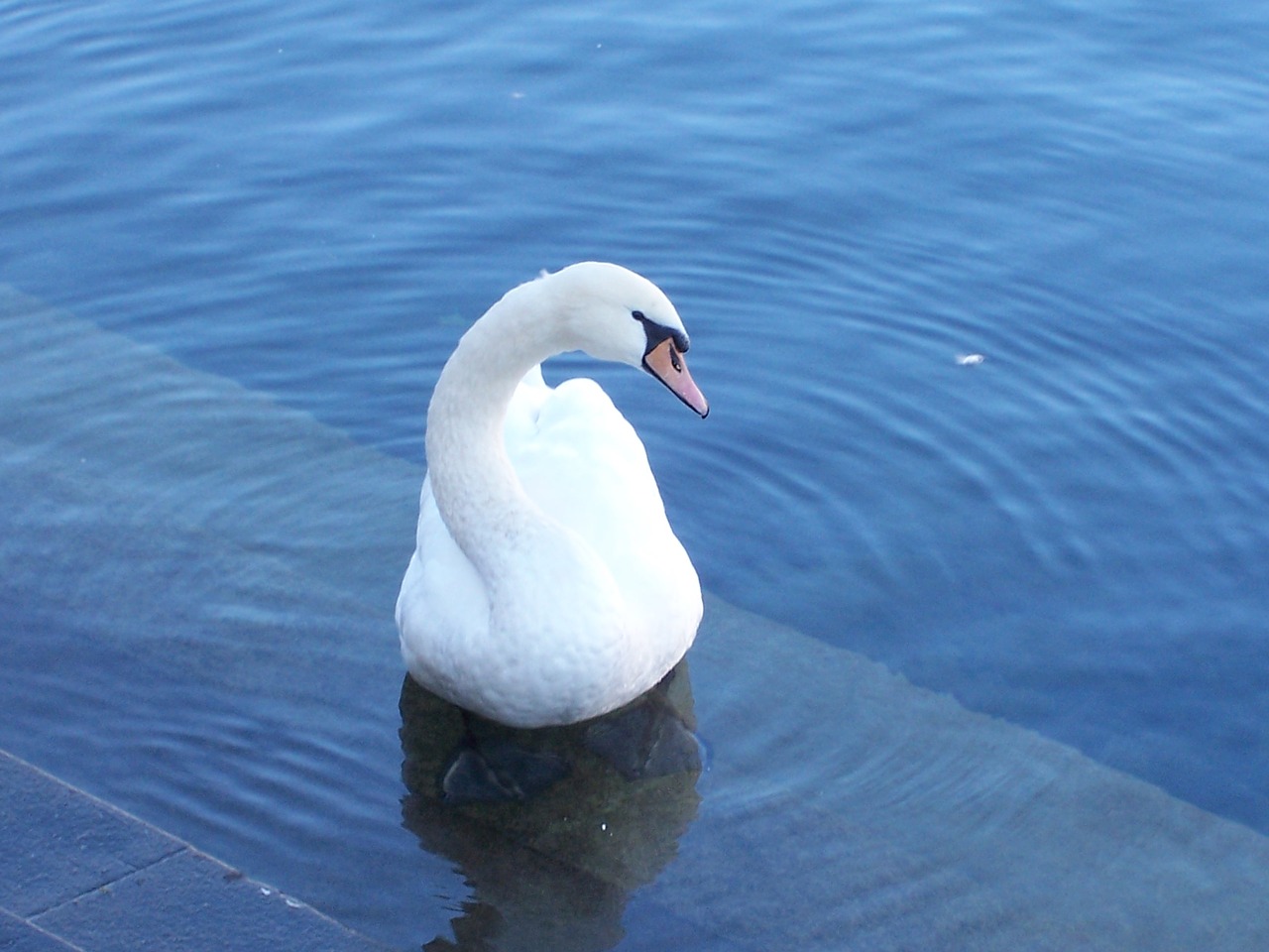 swan lucerne lake free photo