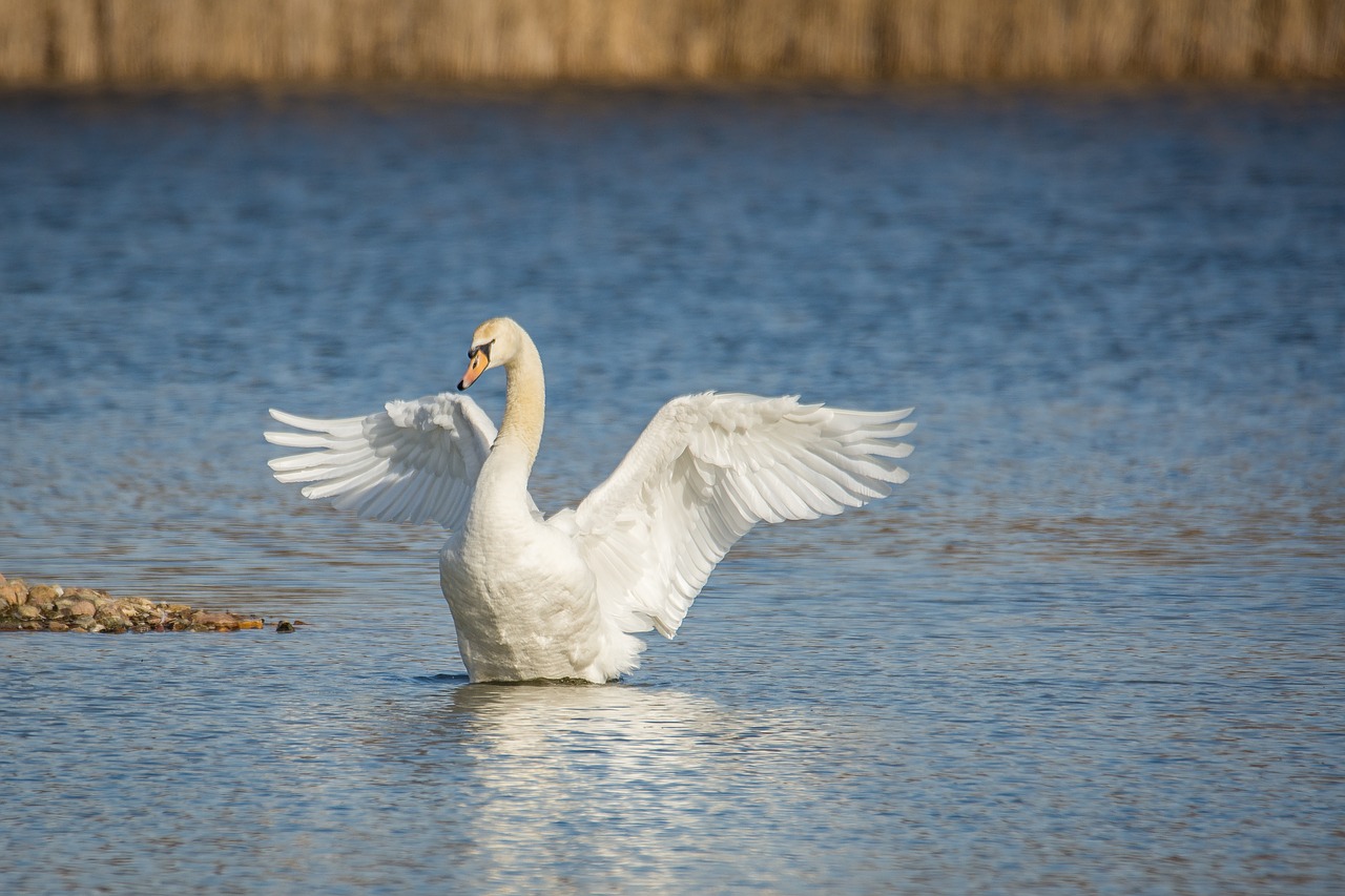 swan lake wing beat free photo