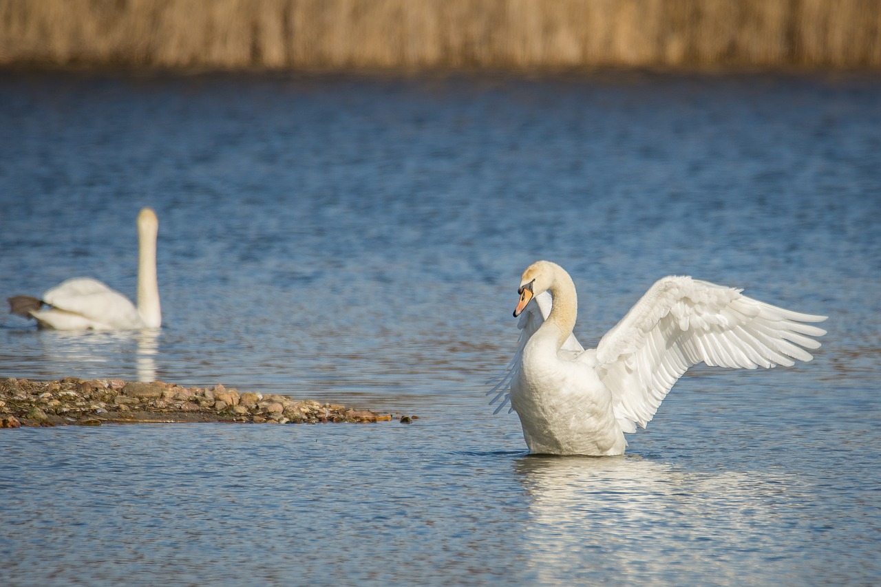 swan lake wing beat free photo