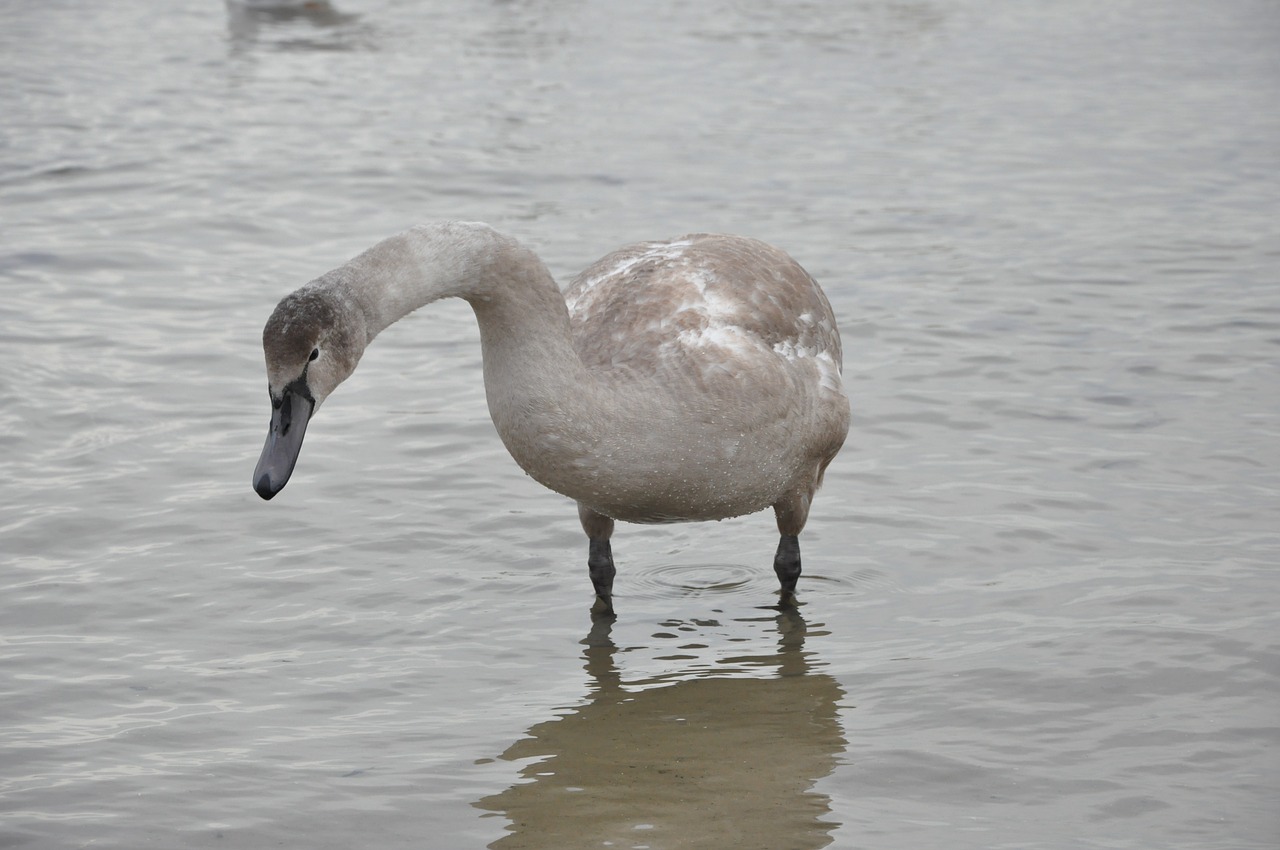 swan bird sea free photo