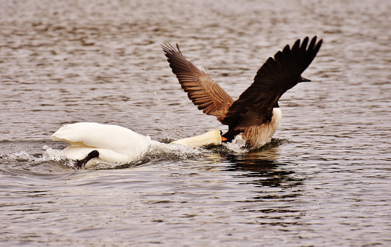 swan bite wild goose free photo