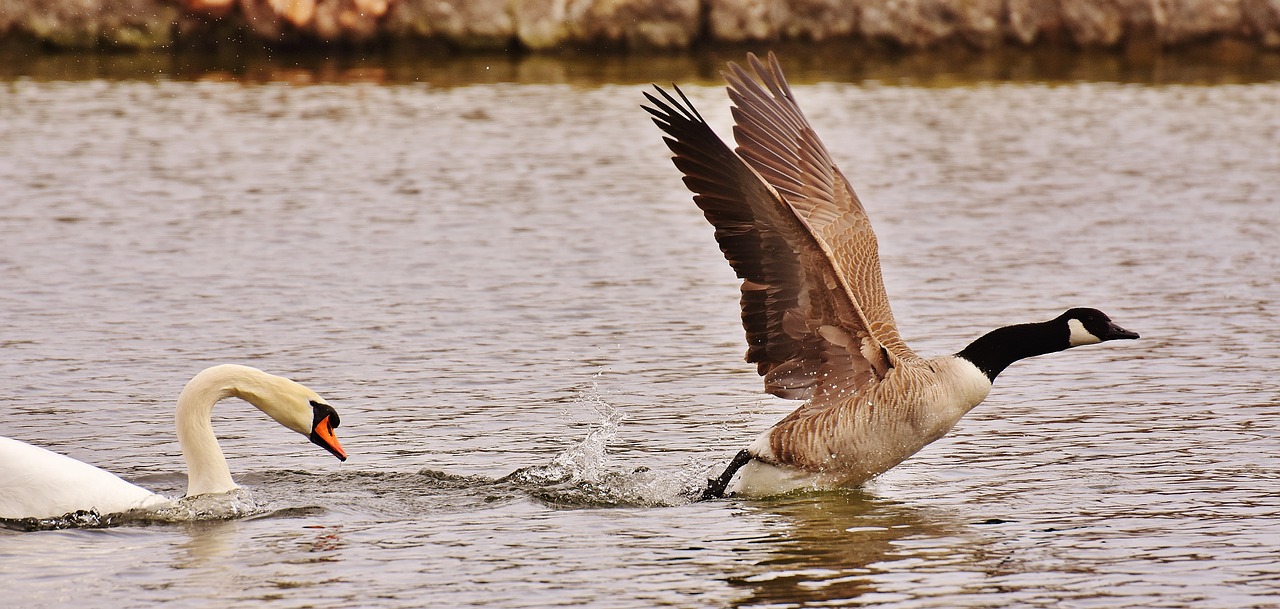 swan wild goose hunt free photo