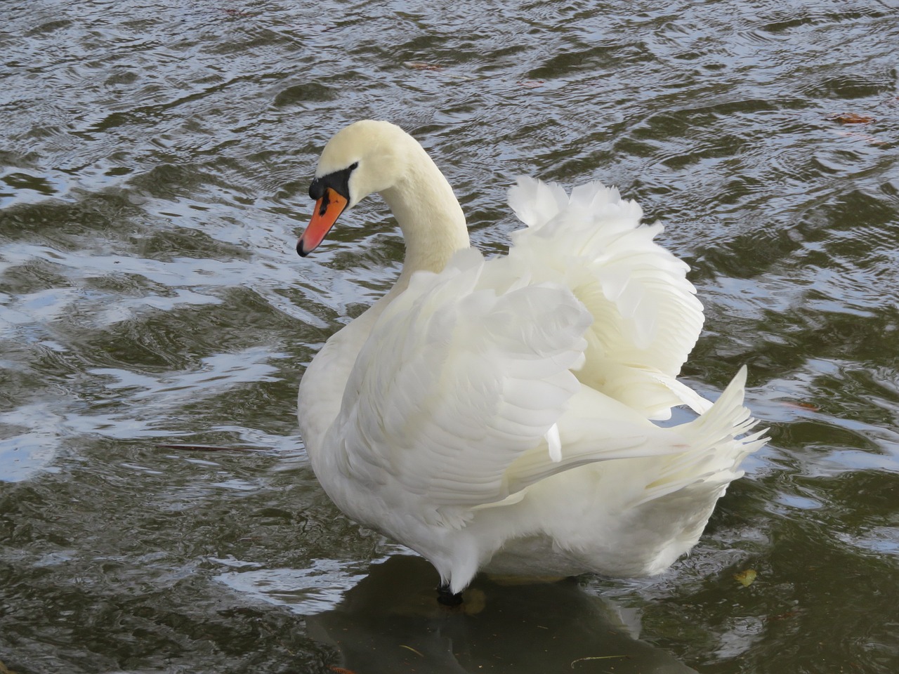 swan white feathers free photo