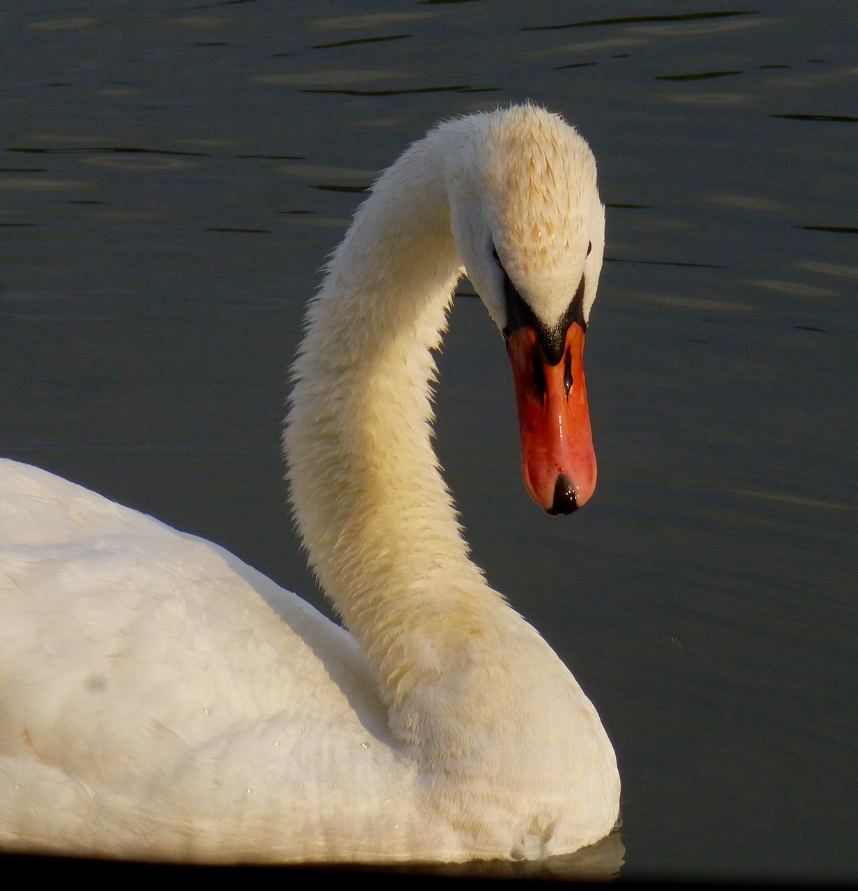 swan bird water bird free photo