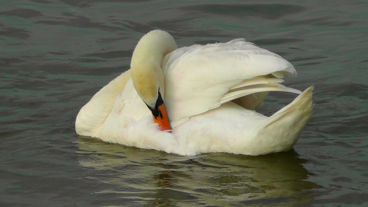 swan bird water bird free photo