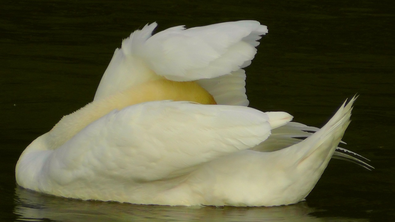 swan swans water free photo