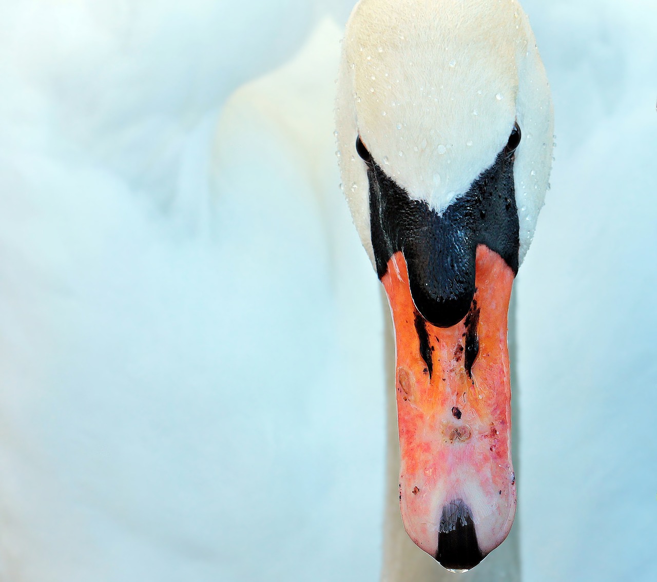 swan bird duck bird free photo