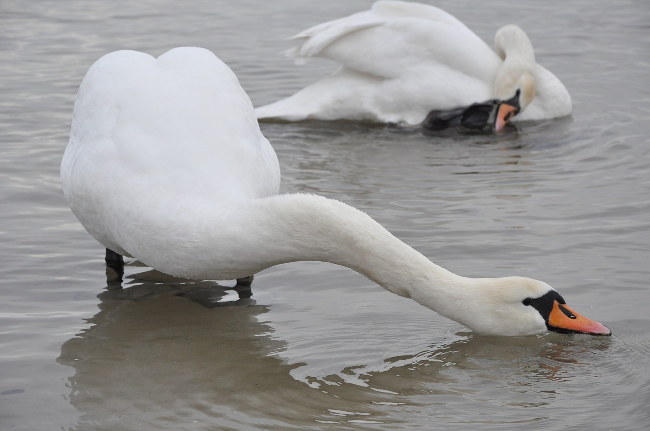 swan bird sea free photo