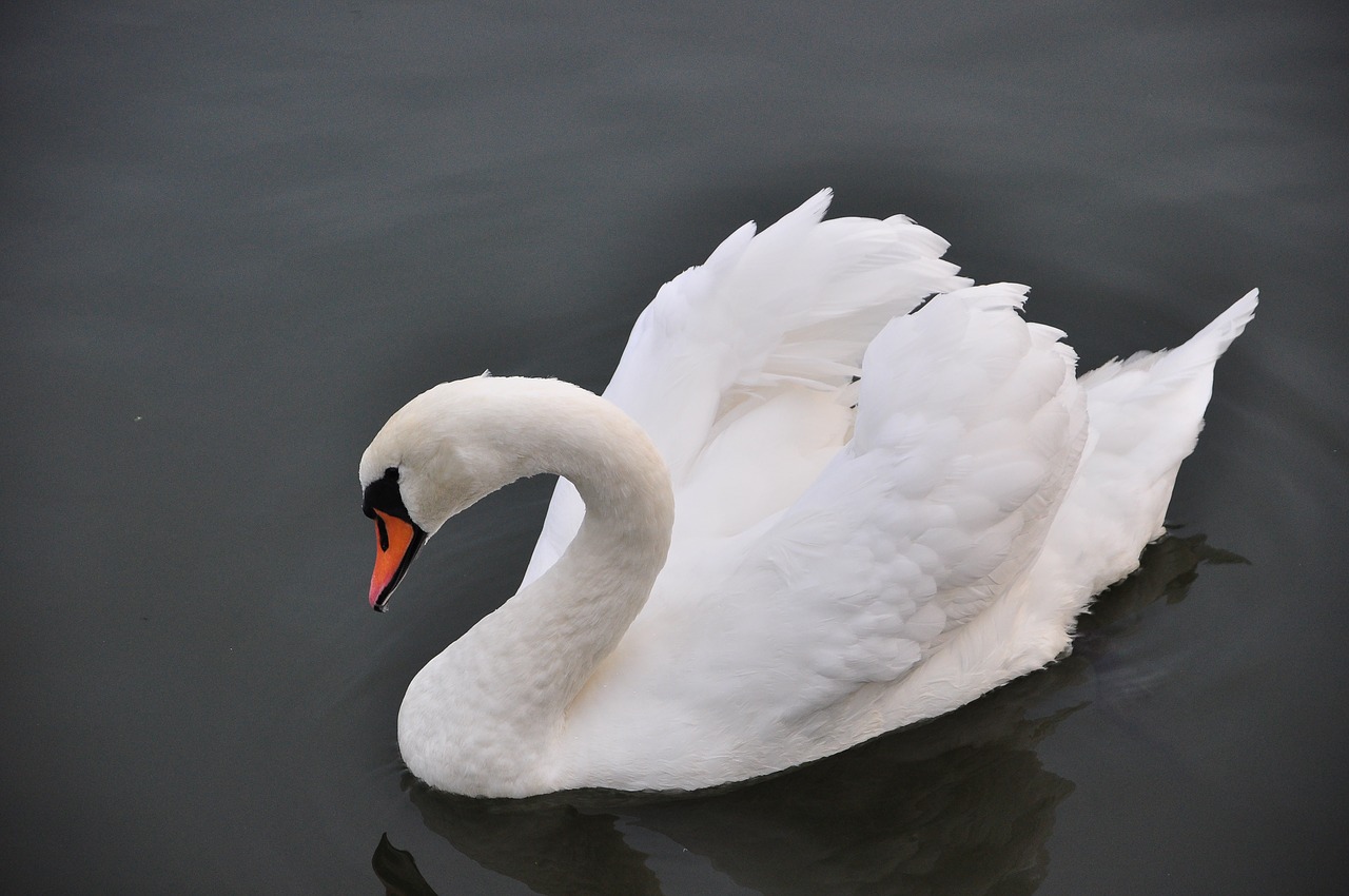swan bird water free photo