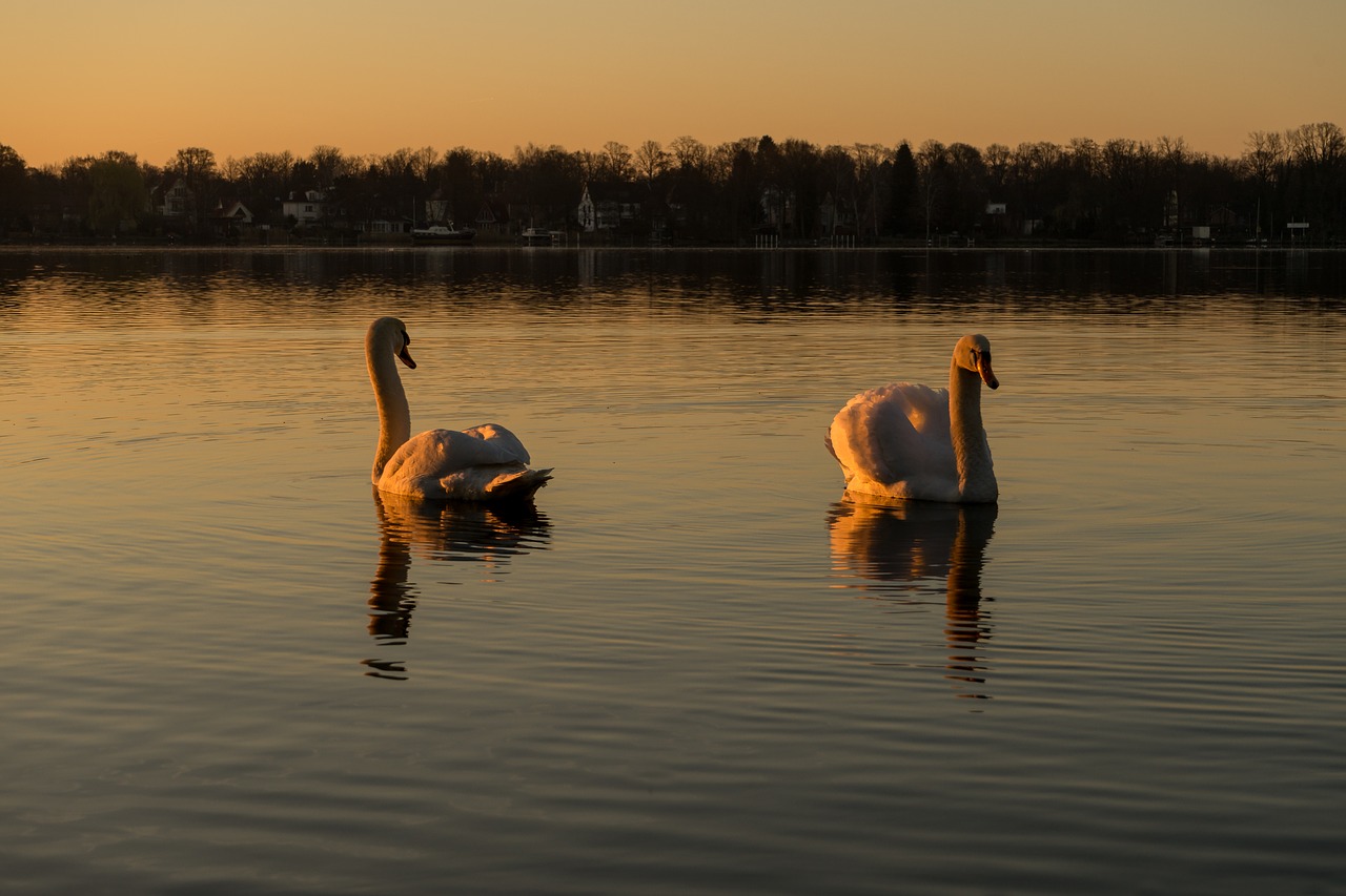 swan water lake free photo