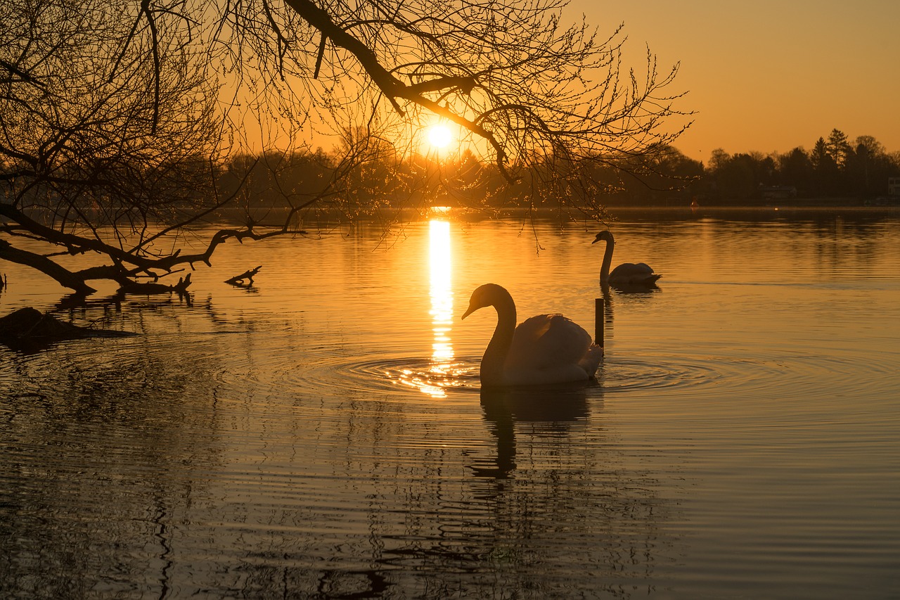 swan water lake free photo