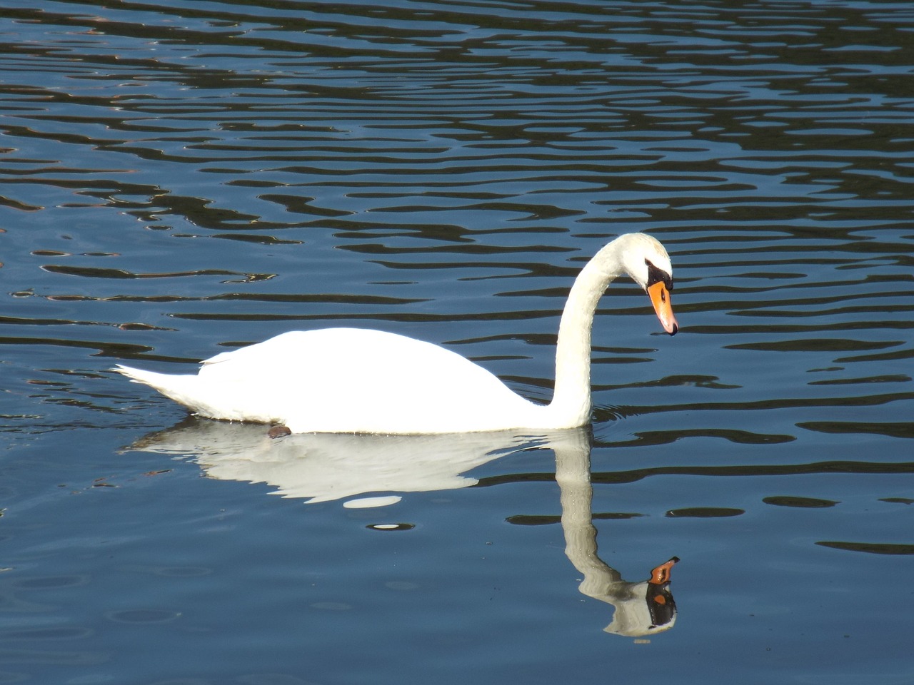 swan pond water free photo