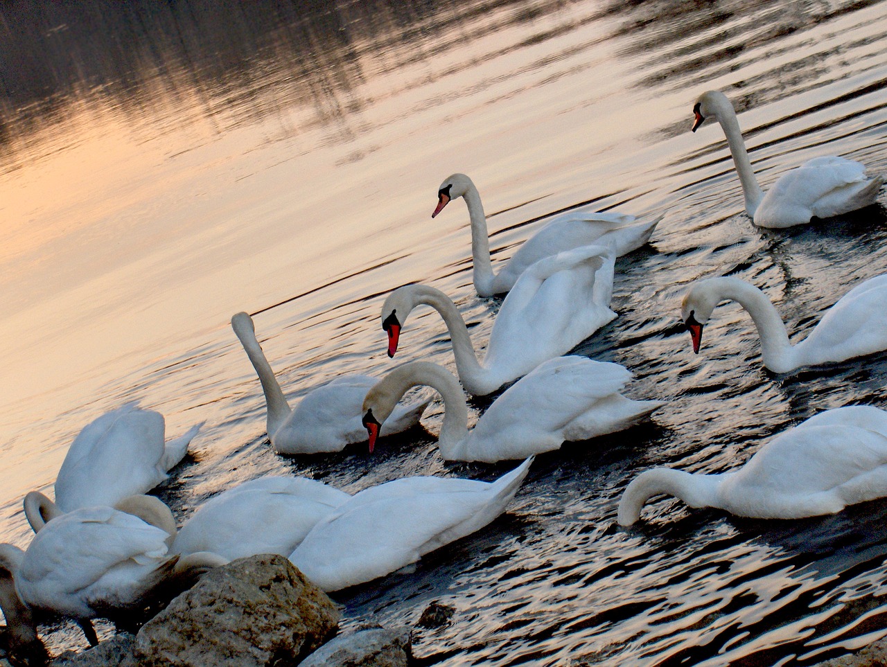 swan sunset water free photo