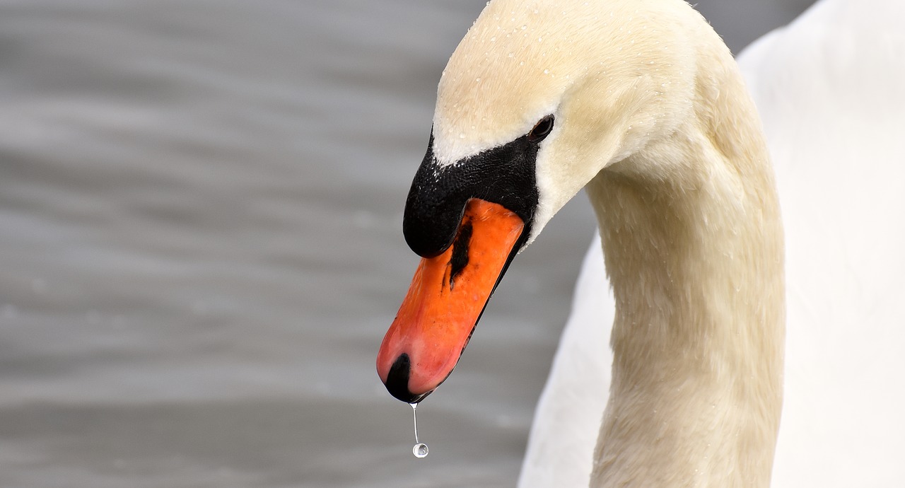 swan water bird bill free photo