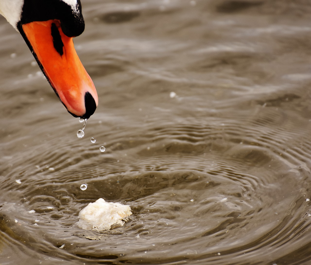 swan water bird eat free photo