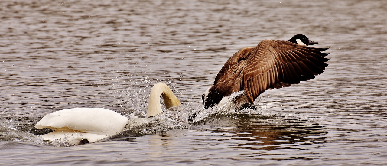 swan bite wild goose free photo